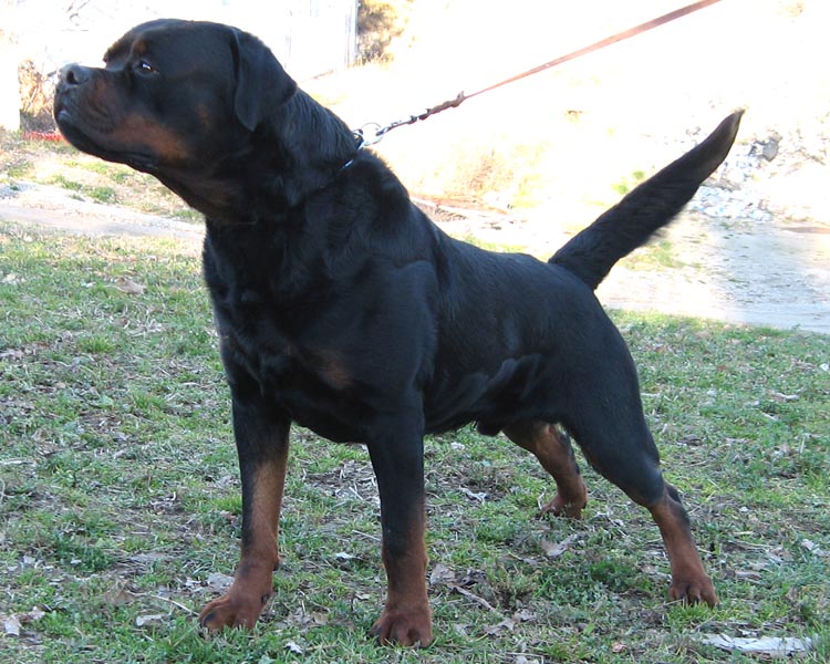 Brando buoso da dovara